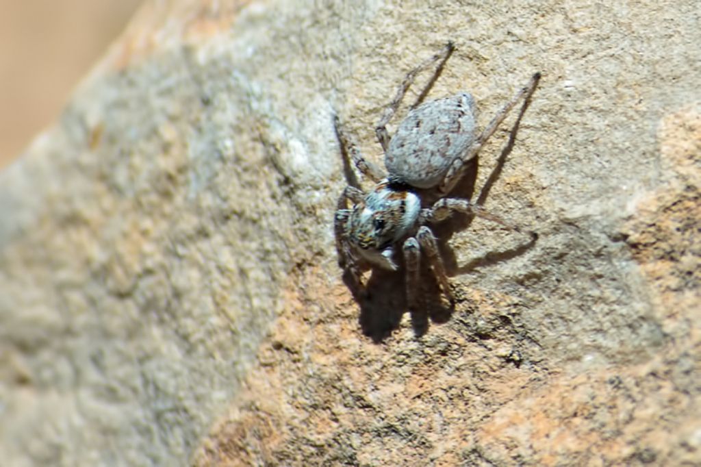 Menemerus semilimbatus - Malta